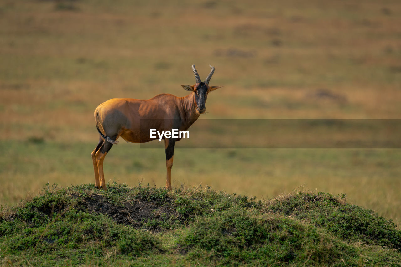 side view of deer on field