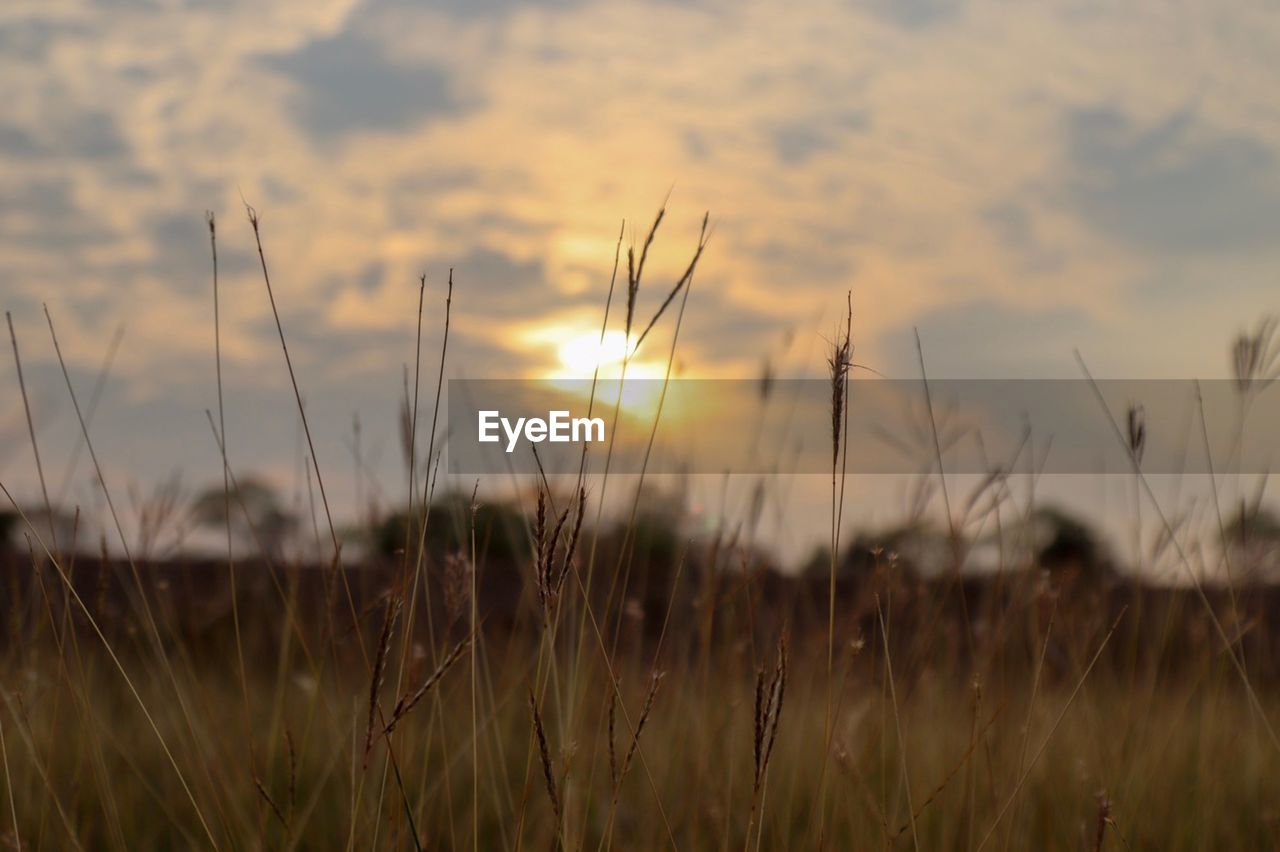 VIEW OF WHEAT FIELD AGAINST CLOUDY SKY