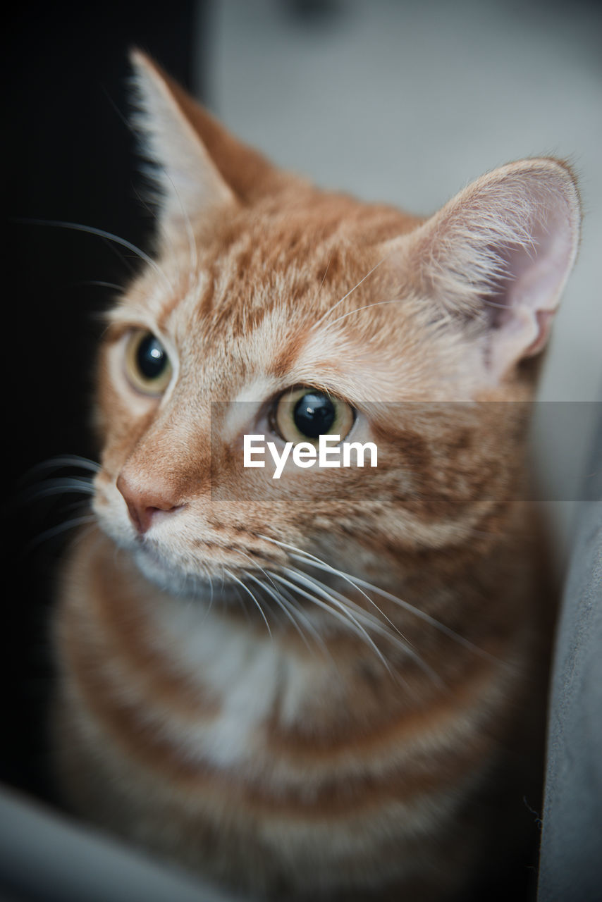 cat, pet, animal, animal themes, mammal, domestic animals, domestic cat, one animal, close-up, feline, whiskers, nose, animal body part, carnivore, portrait, small to medium-sized cats, indoors, no people, felidae, animal head, looking, looking at camera, tabby cat, eye, animal eye, young animal