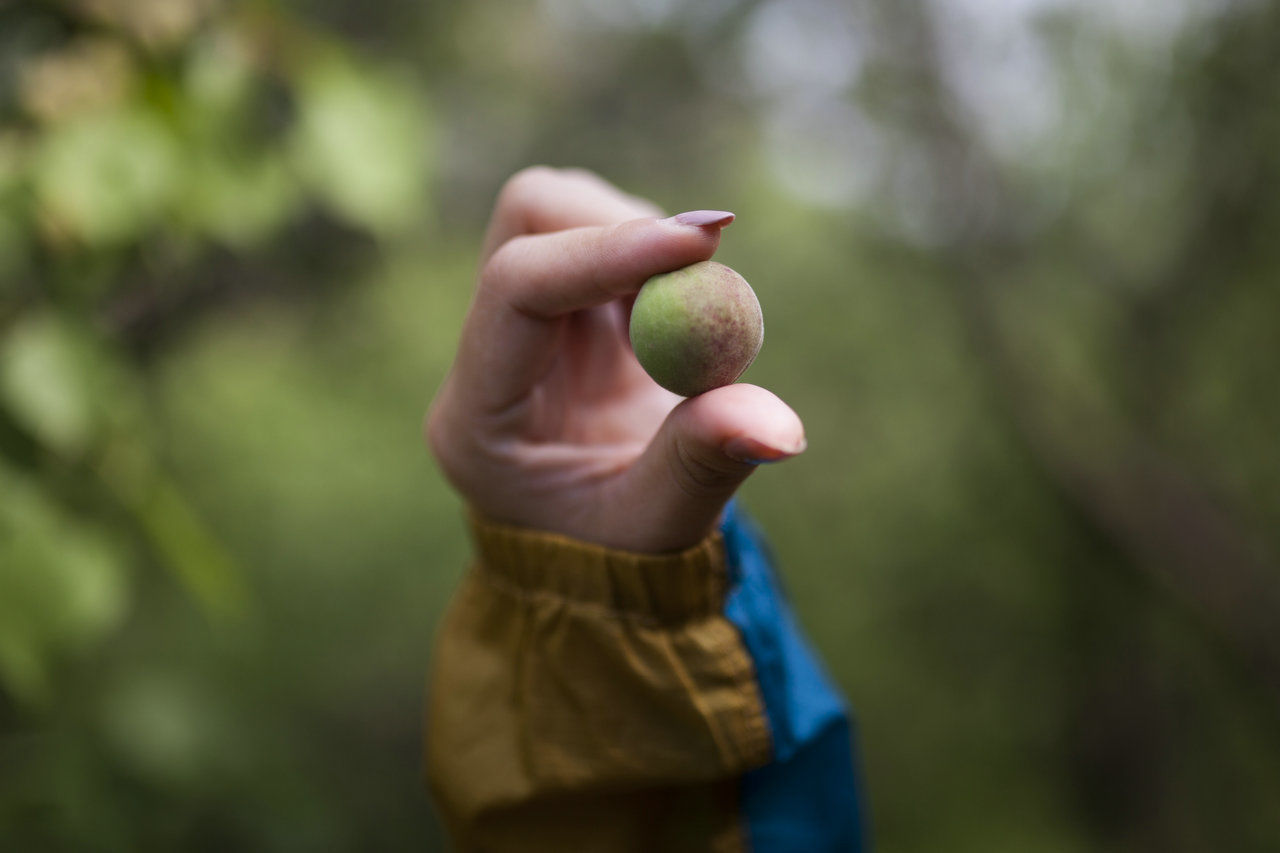 Close-up of hand holding fig