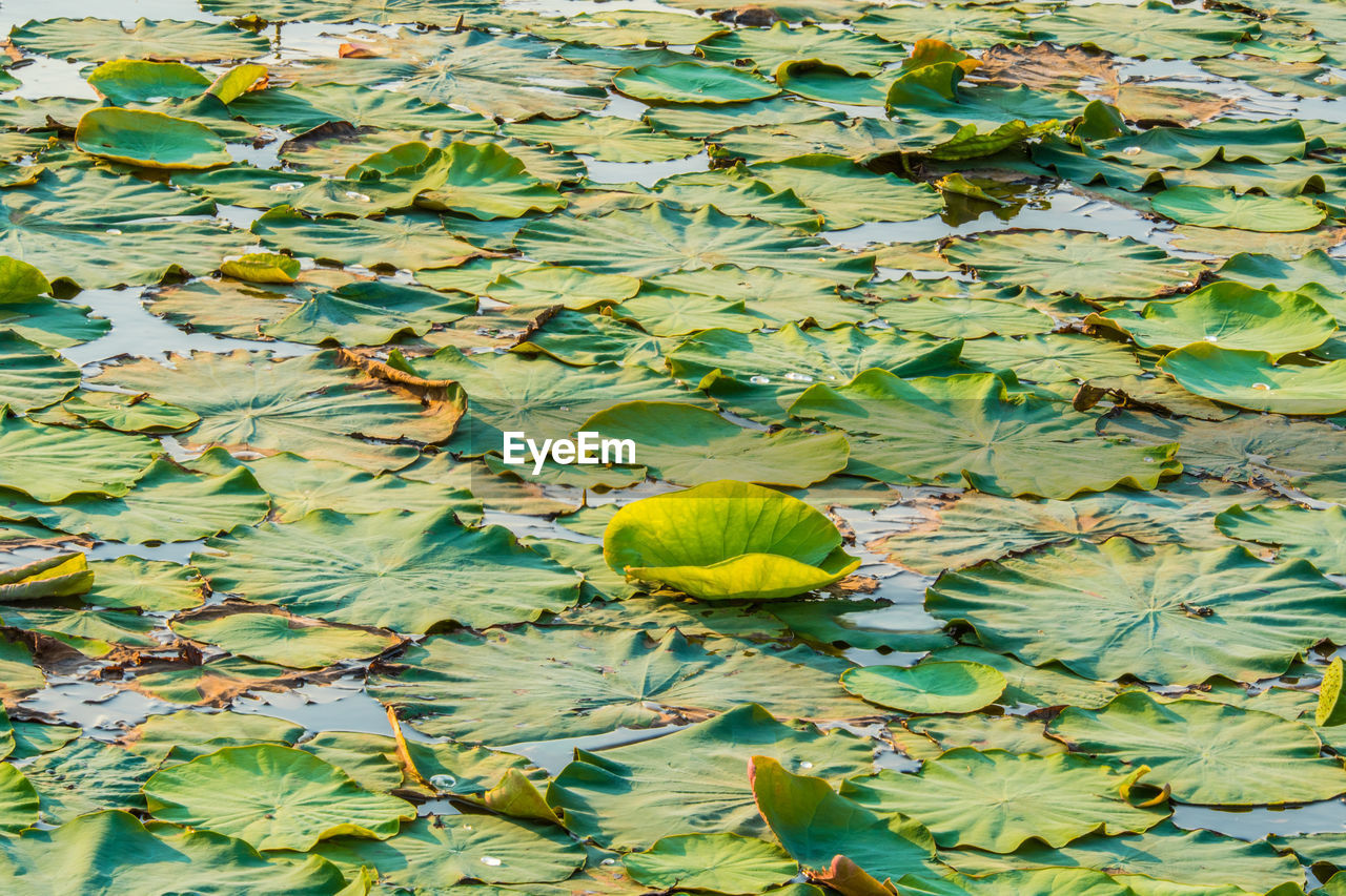 HIGH ANGLE VIEW OF LOTUS WATER LILY LEAVES IN LAKE