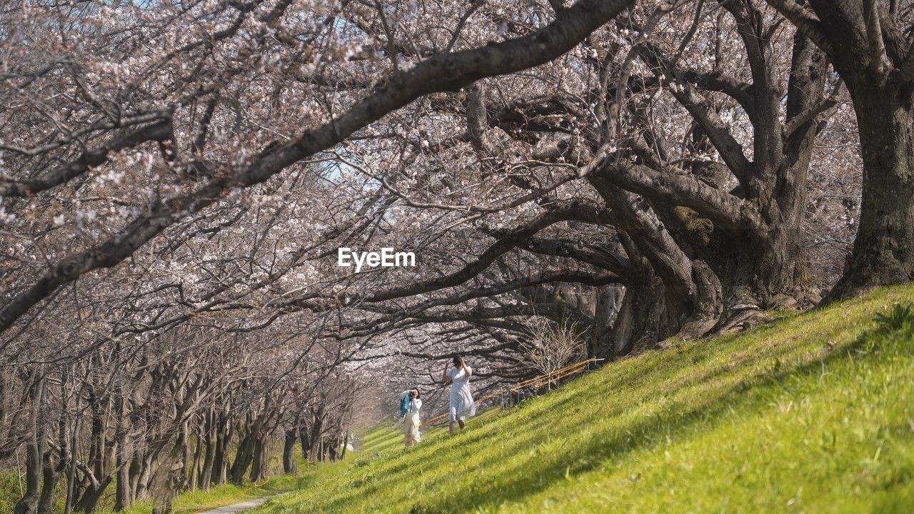 Cherry blossom trees on field