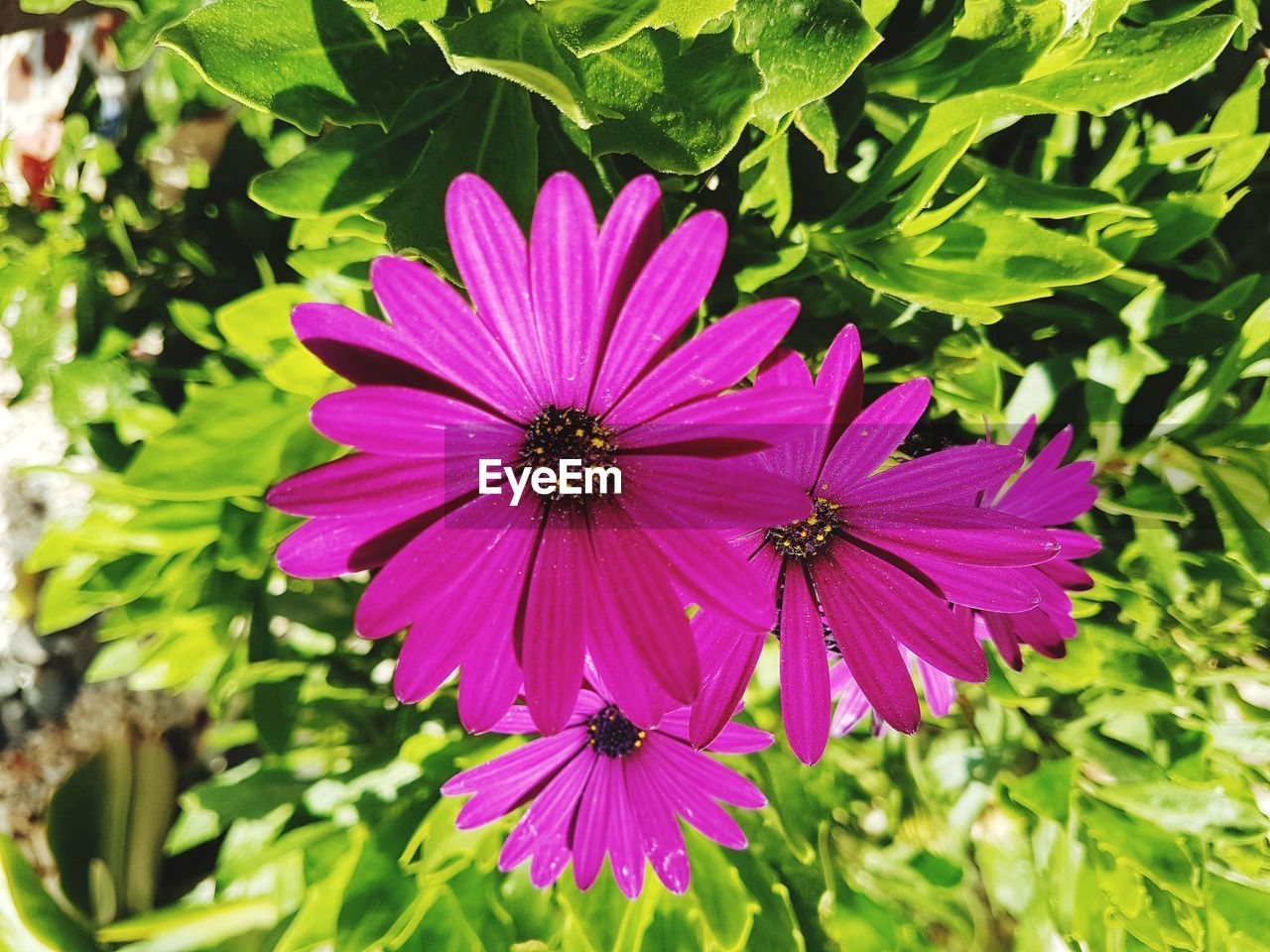 CLOSE-UP OF PINK COSMOS BLOOMING OUTDOORS