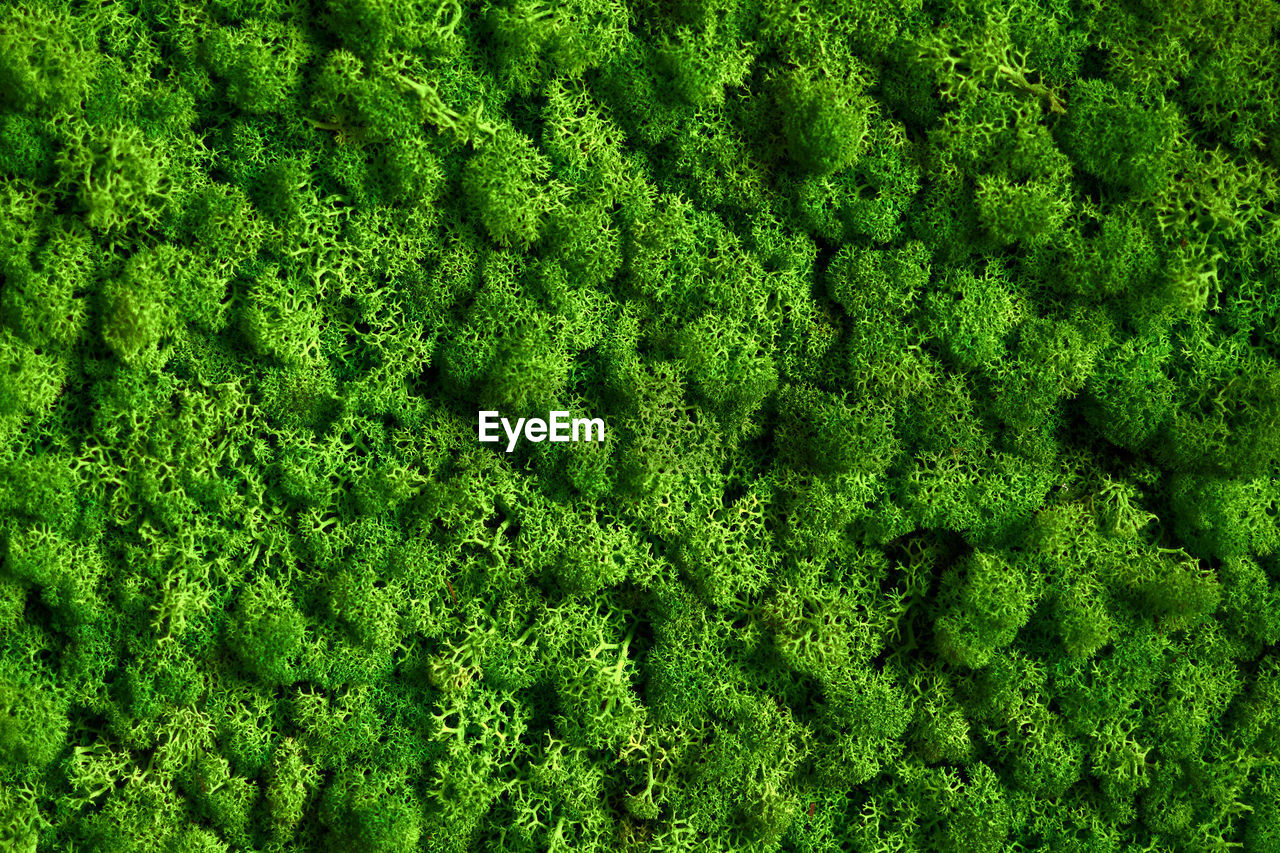 HIGH ANGLE VIEW OF FRESH GREEN PLANTS IN FOREST