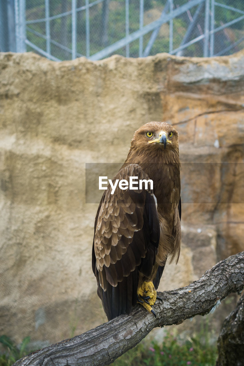 CLOSE-UP OF BIRD PERCHING ON WOODEN POST