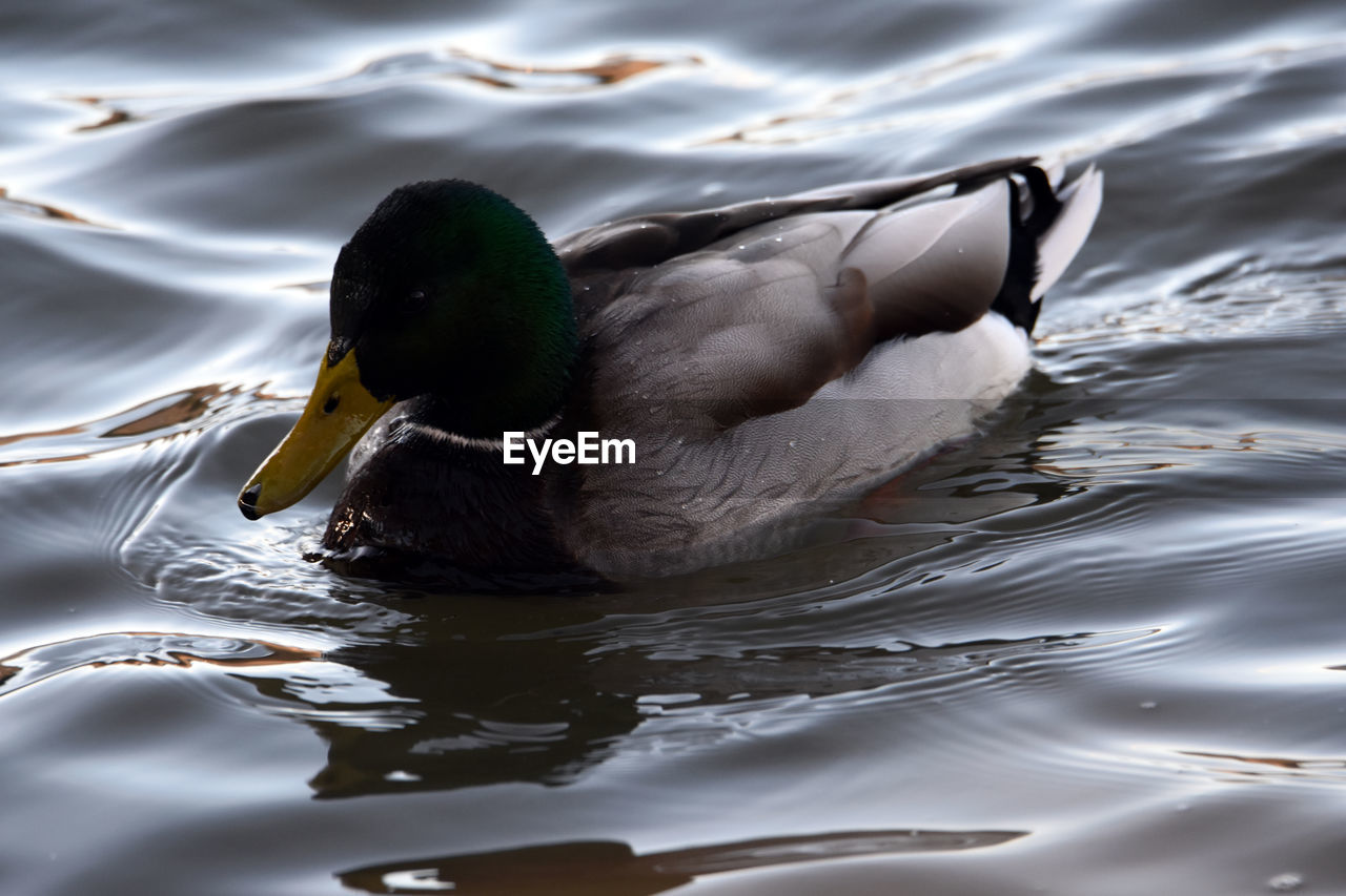 CLOSE-UP OF DUCK IN LAKE