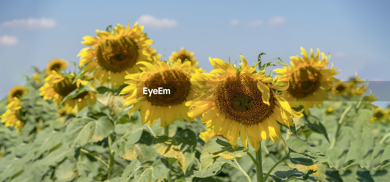 Close-up of yellow flowering plant on field