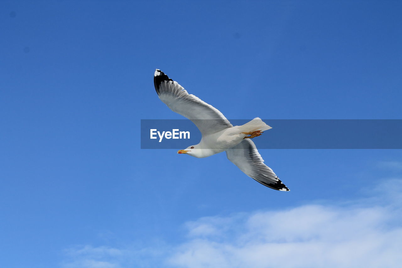 LOW ANGLE VIEW OF SEAGULLS FLYING AGAINST SKY