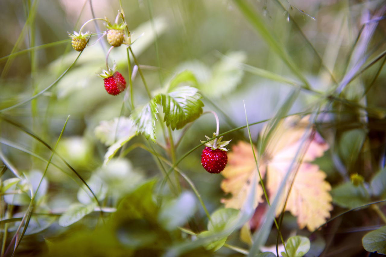 Close-up of red berries growing on plant