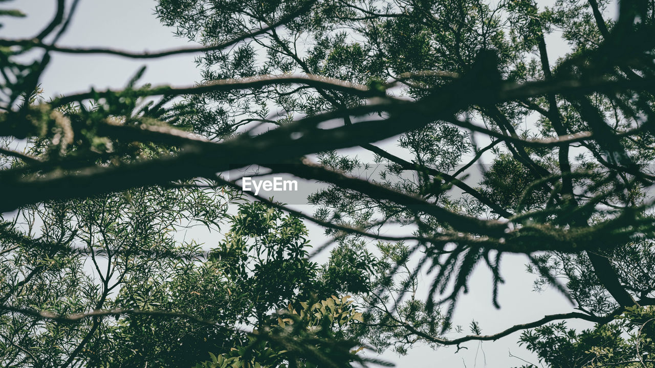 LOW ANGLE VIEW OF TREE AGAINST SKY IN FOREST