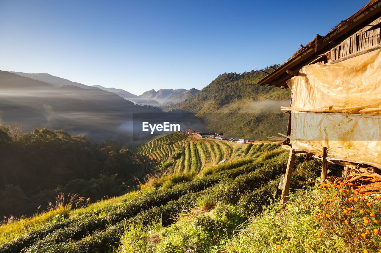 Scenic view of vineyard against clear sky