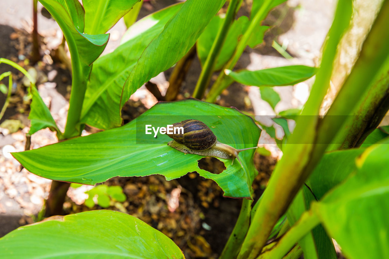 CLOSE-UP OF GREEN FROG ON PLANT