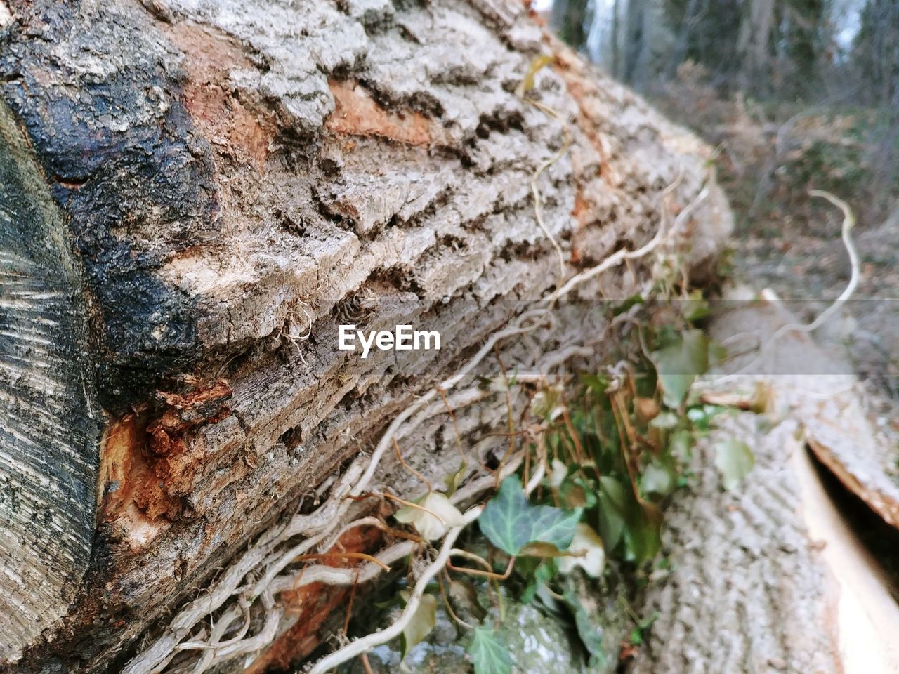 CLOSE-UP OF TREE TRUNK ON ROCK