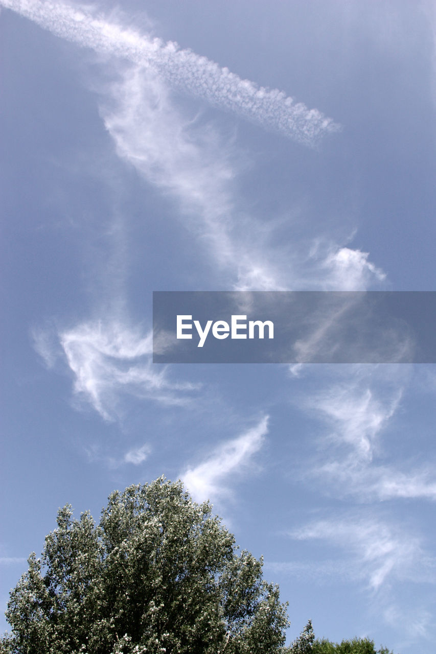 LOW ANGLE VIEW OF TREE AGAINST BLUE SKY