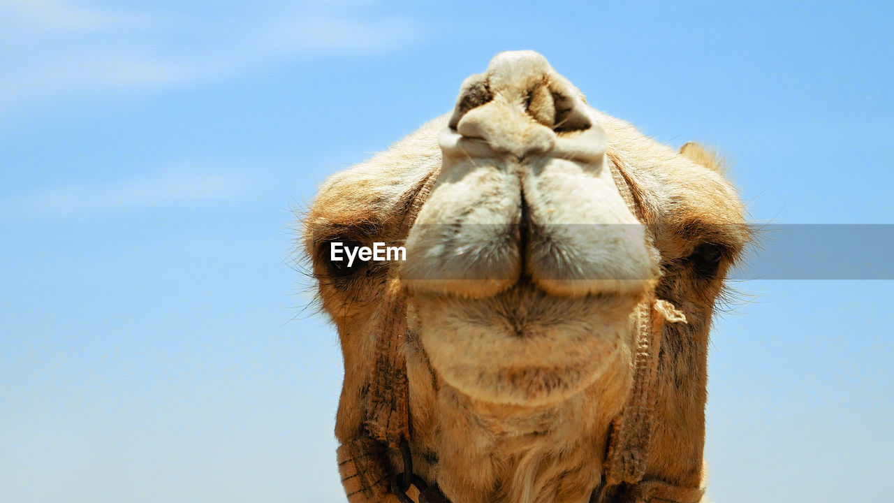 Close-up of camel against sky