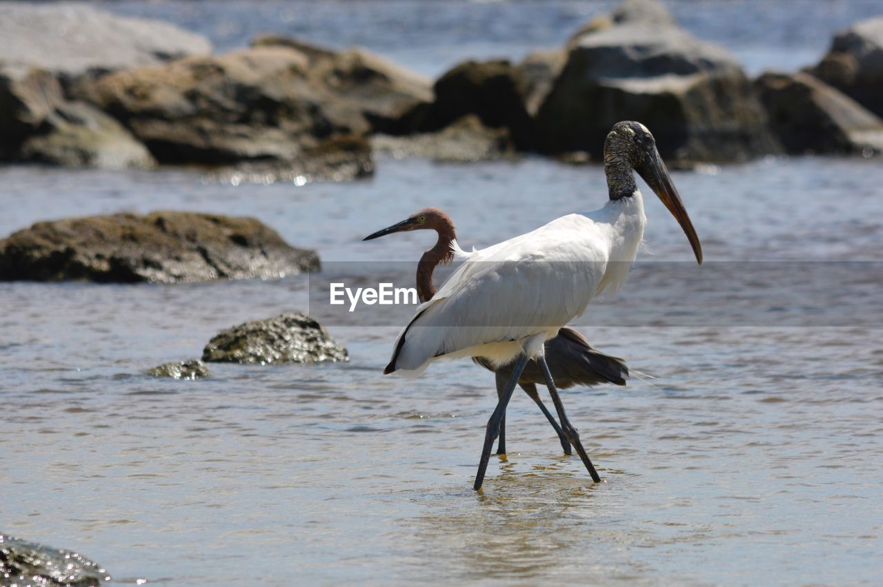 BIRDS IN WATER