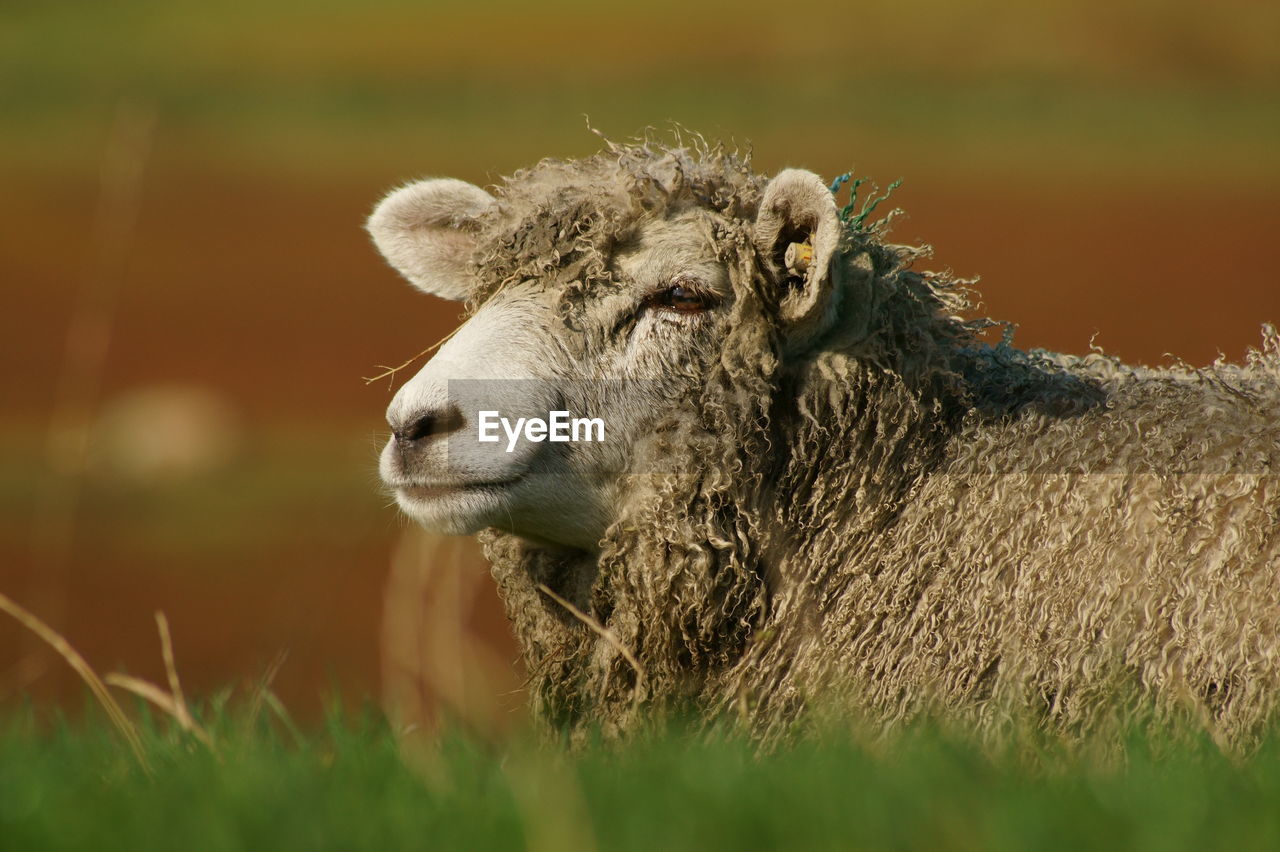 Close-up of sheep on field