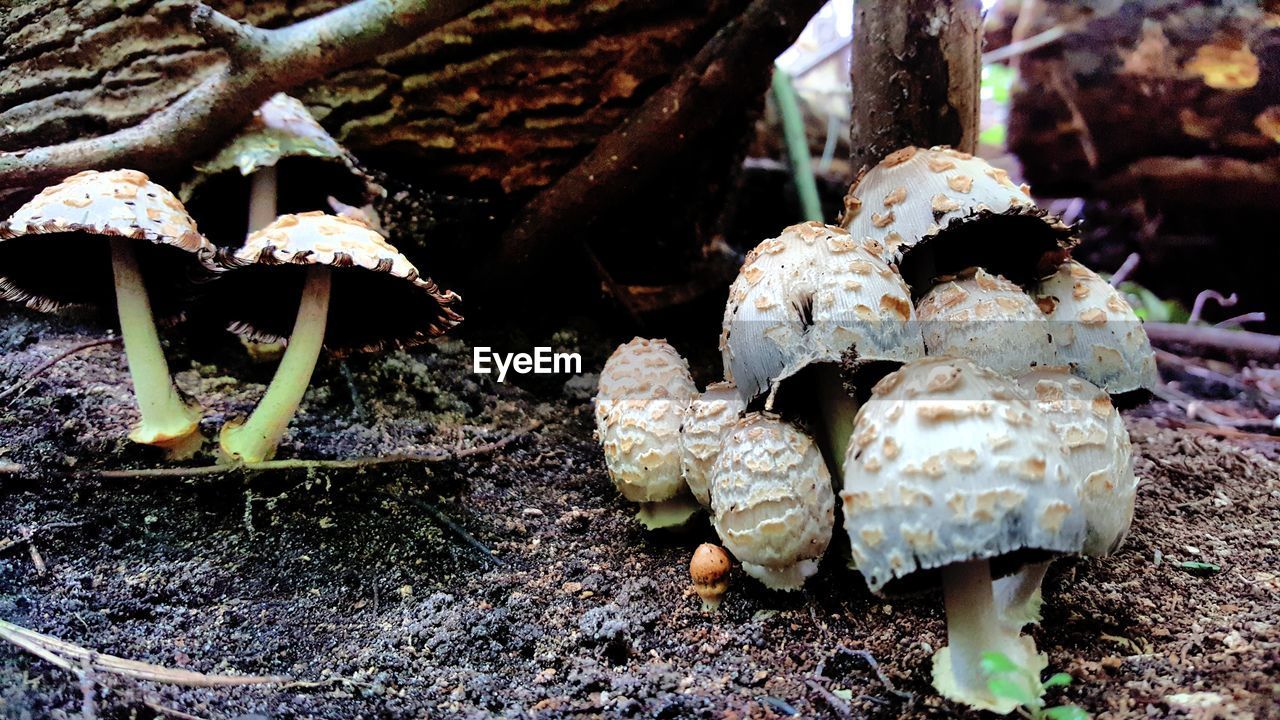 Close-up of mushrooms