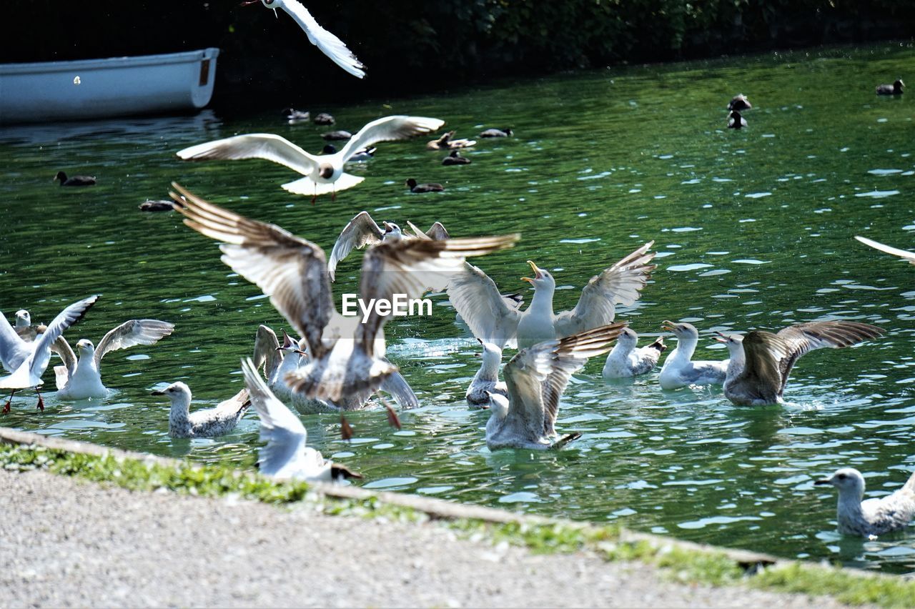 BIRDS IN LAKE