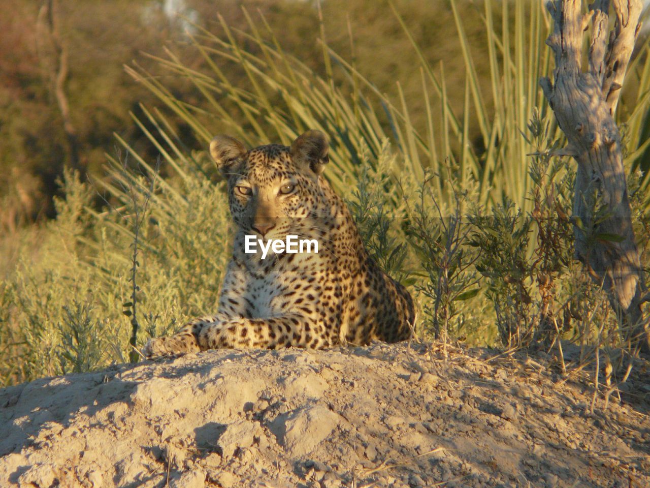 Leopard lying on ground