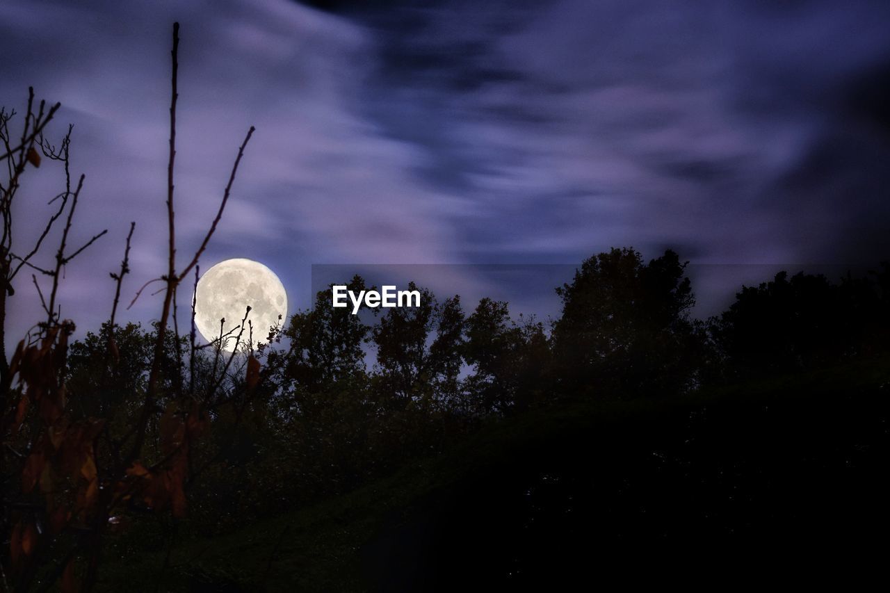 SCENIC VIEW OF TREES AGAINST SKY