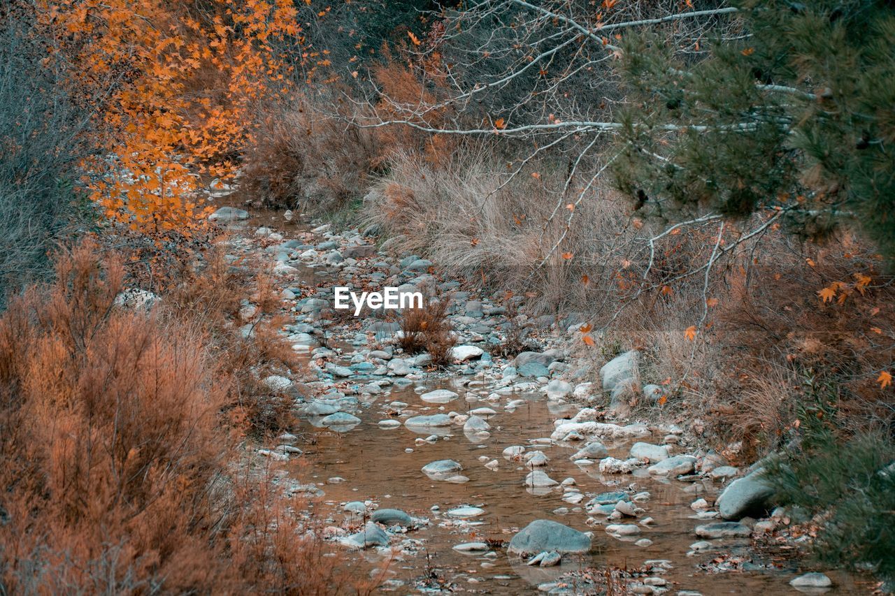 PLANTS GROWING IN RIVER