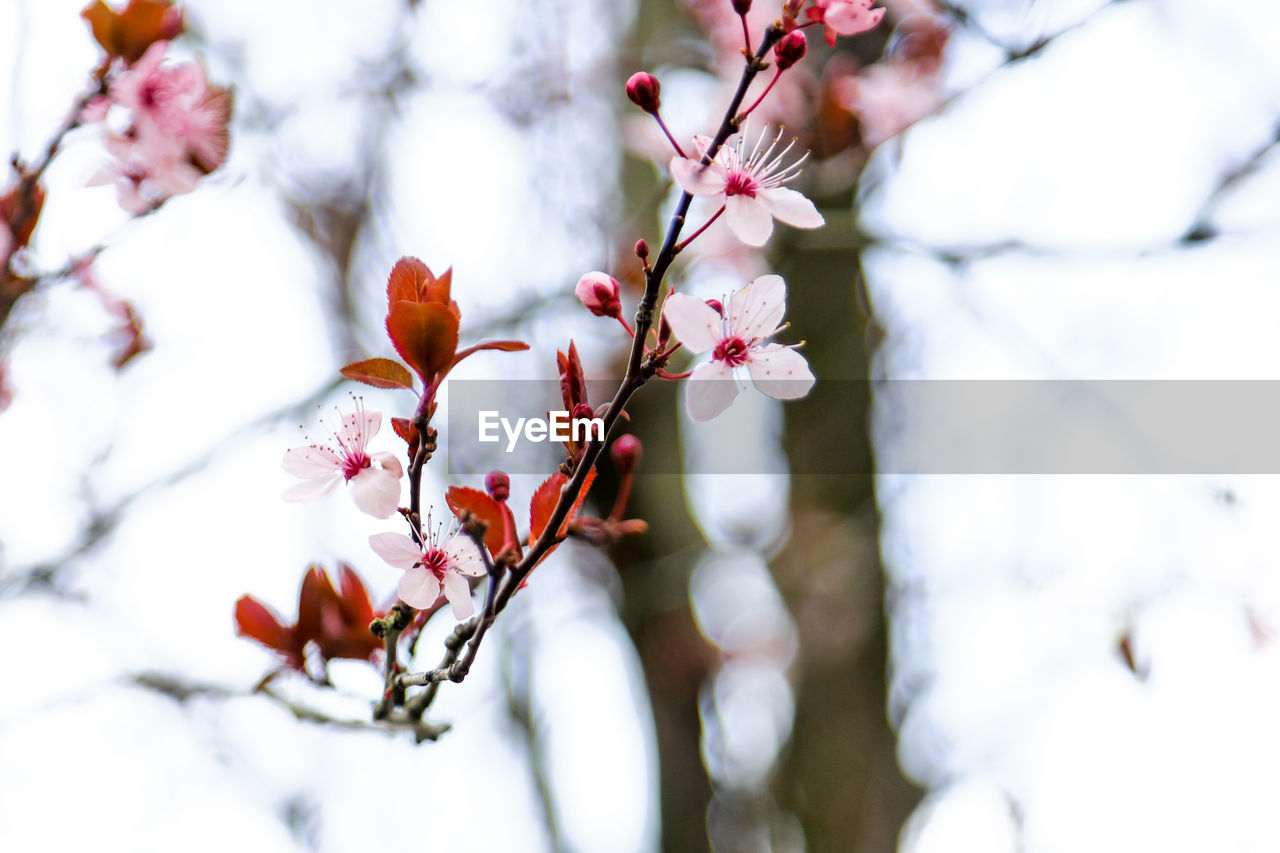 Close-up of cherry blossoms in spring