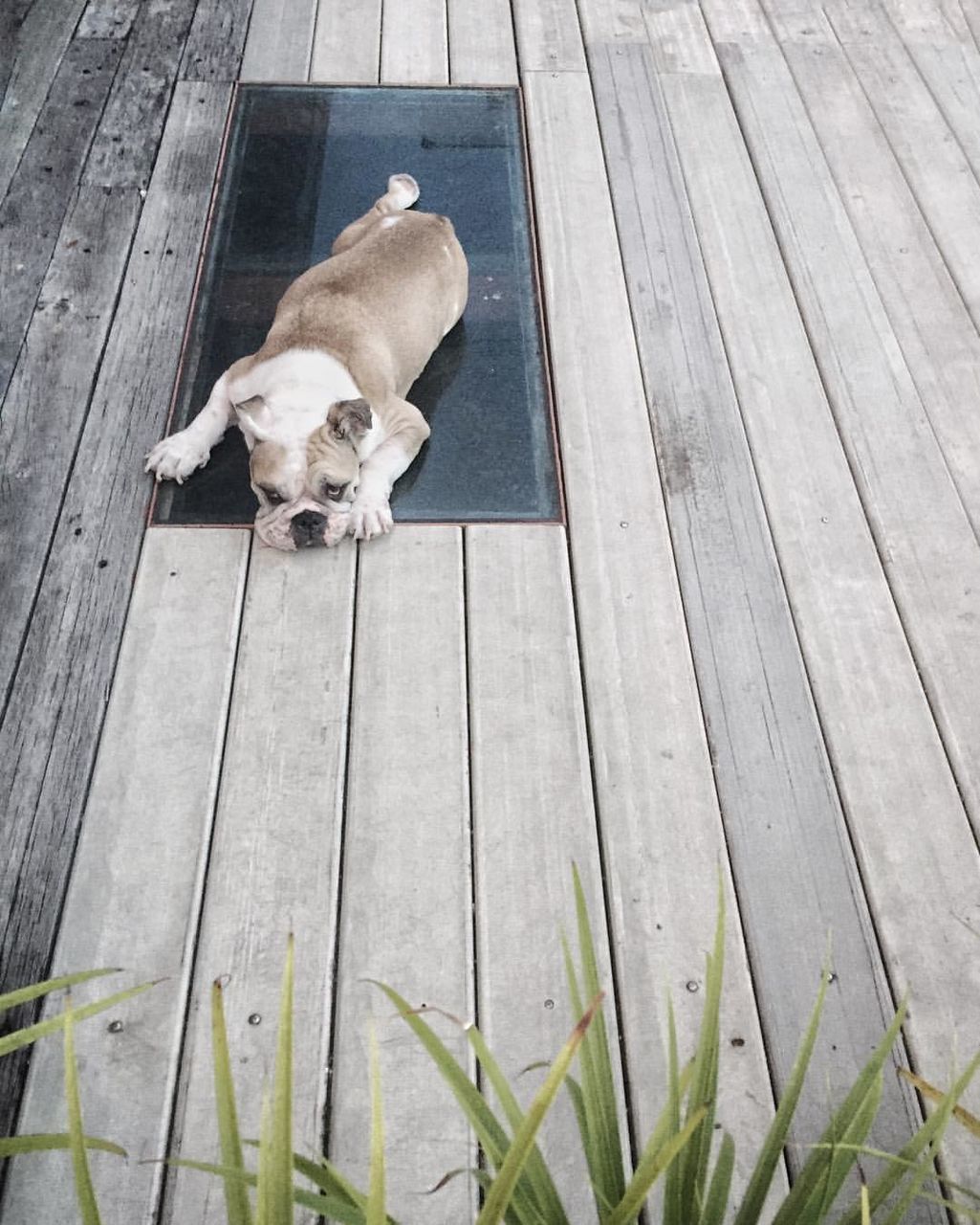 HIGH ANGLE VIEW OF DOG LYING ON FLOOR