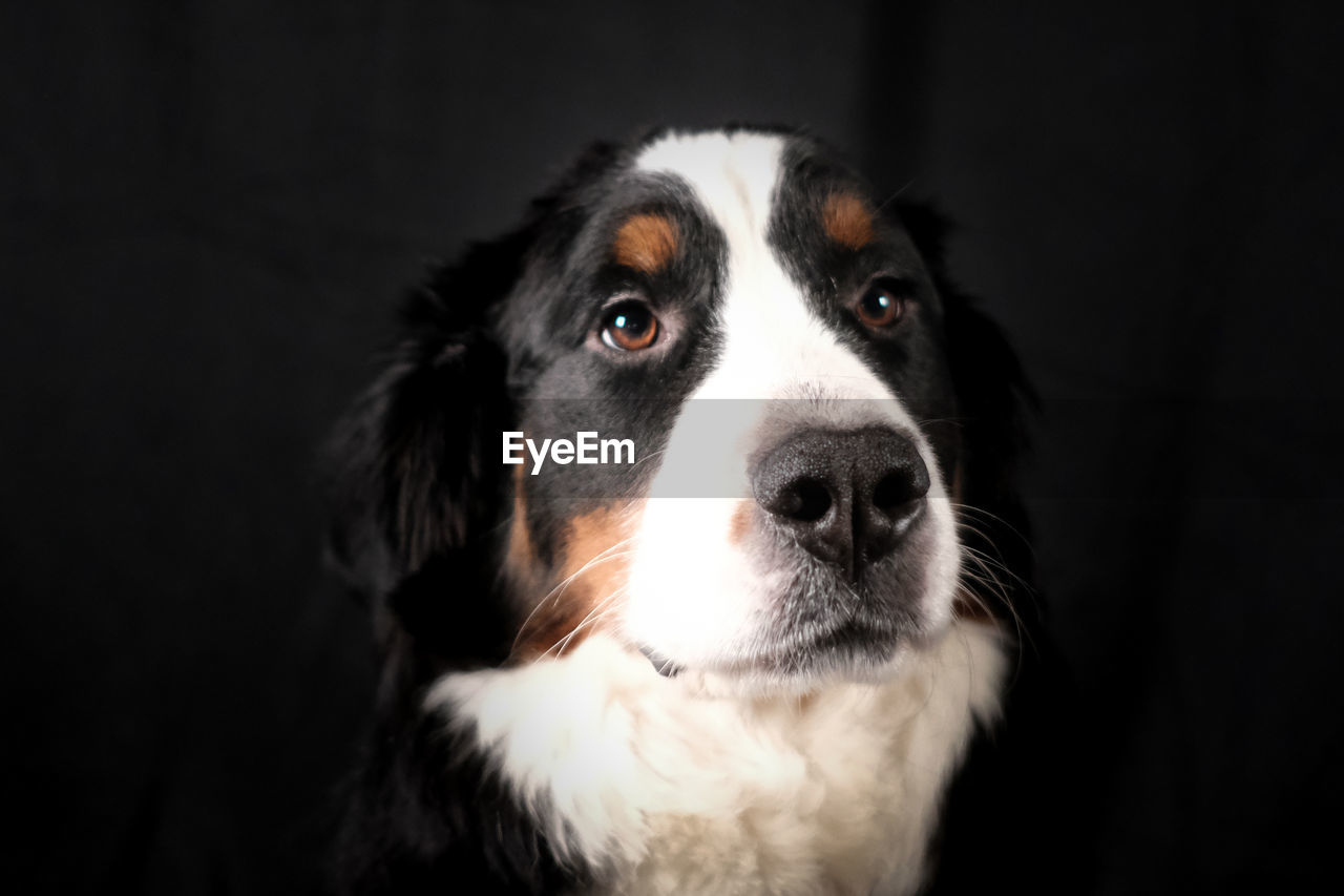 pet, one animal, dog, domestic animals, canine, animal themes, animal, mammal, portrait, black background, animal body part, looking at camera, indoors, studio shot, black, close-up, no people, animal head, looking, border collie, carnivore, focus on foreground, front view, puppy