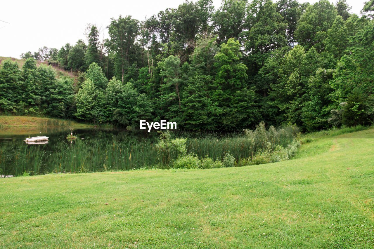 TREES AND GRASS ON GREEN LANDSCAPE