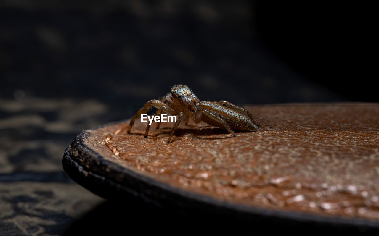 CLOSE-UP OF INSECT ON WOODEN TABLE