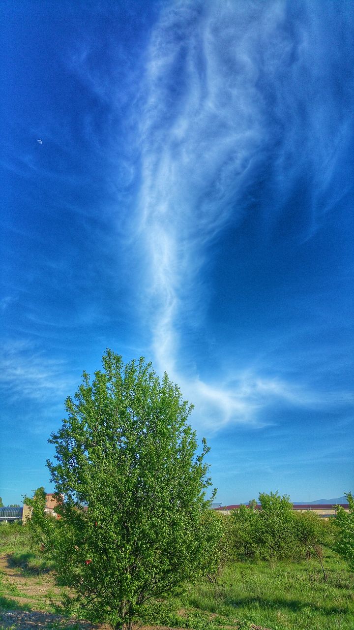 TREES ON GRASSY FIELD AGAINST CLOUDY SKY