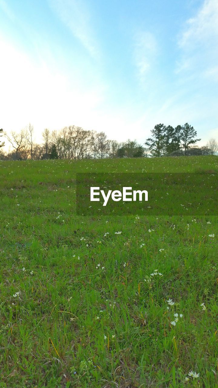 TREES ON GRASSY FIELD