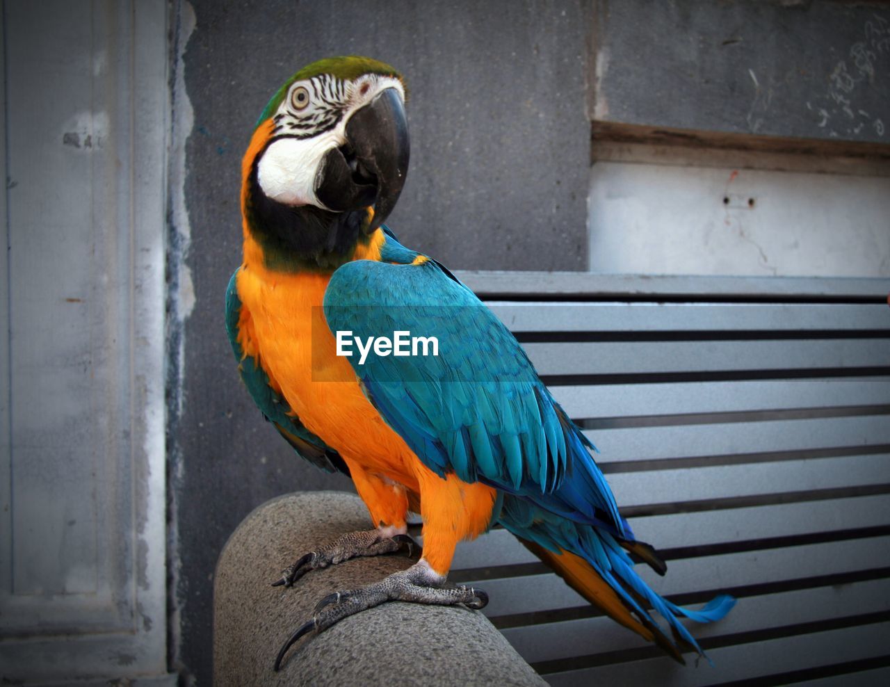 Close-up of gold and blue macaw