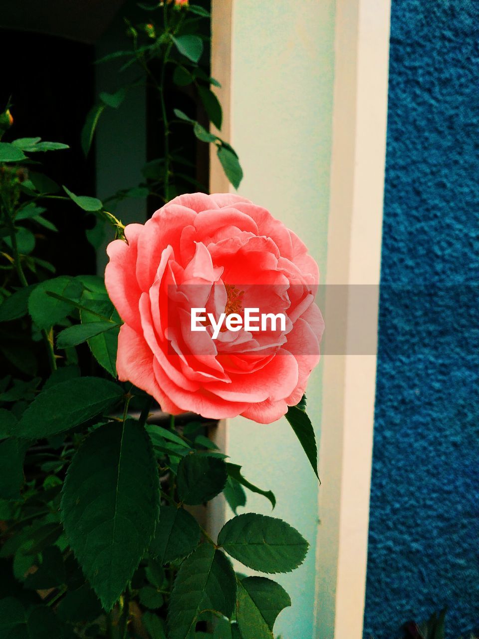 CLOSE-UP OF ROSE BLOOMING OUTDOORS