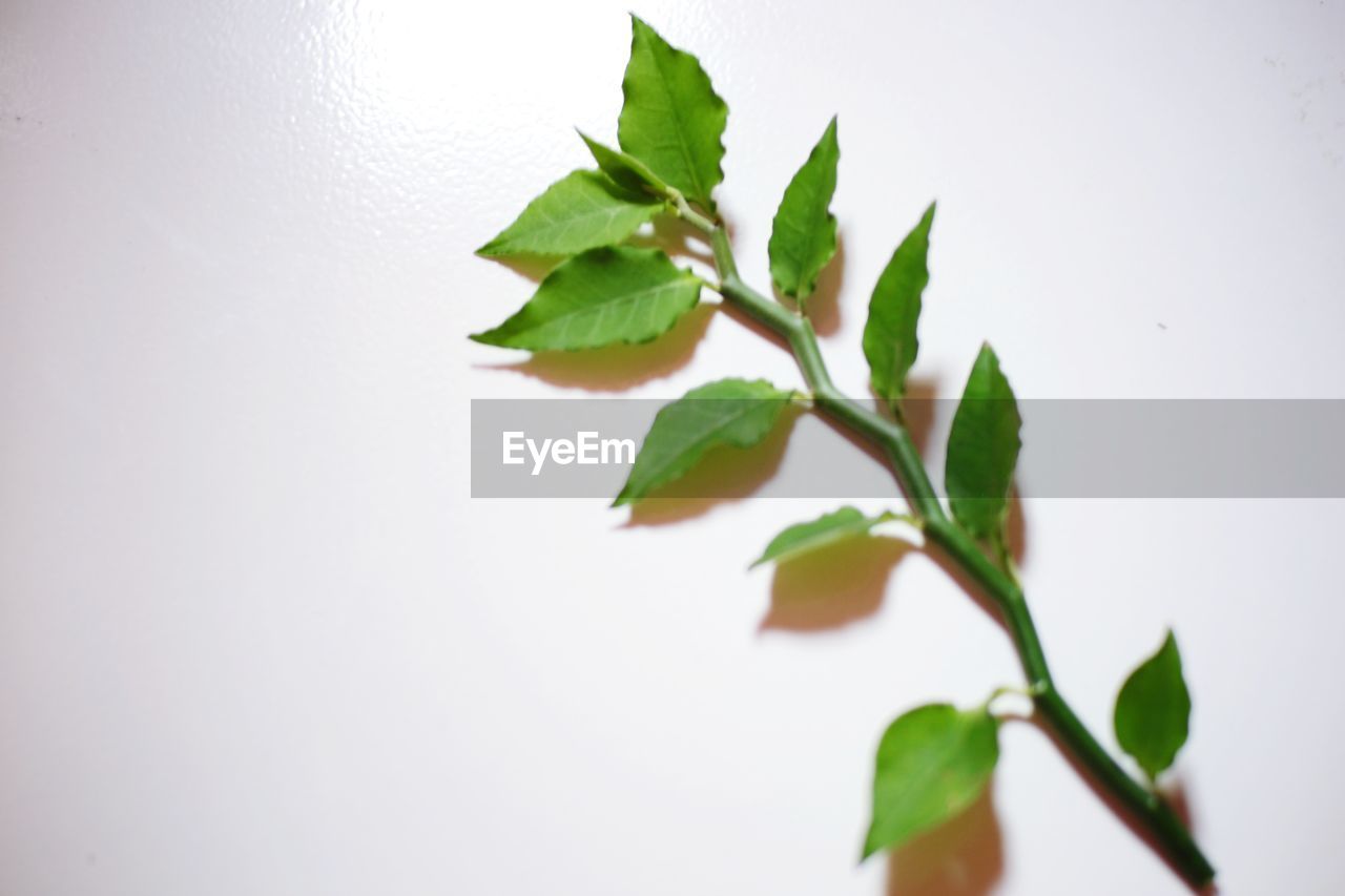 CLOSE-UP OF PLANT AGAINST WHITE WALL