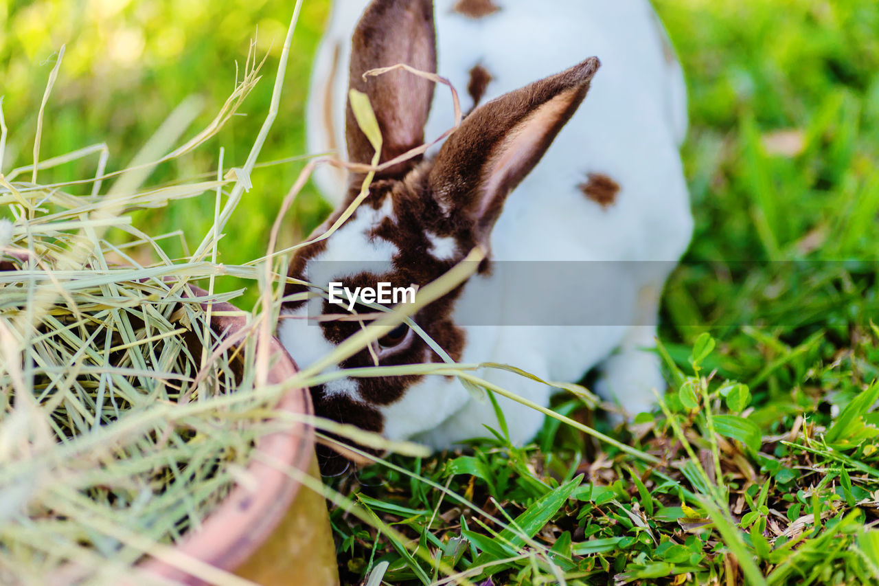 Close-up of rabbit by straw on field