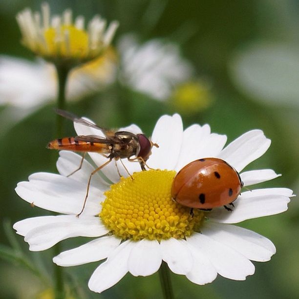 CLOSE-UP OF HONEY BEE POLLINATING ON WHITE FLOWER