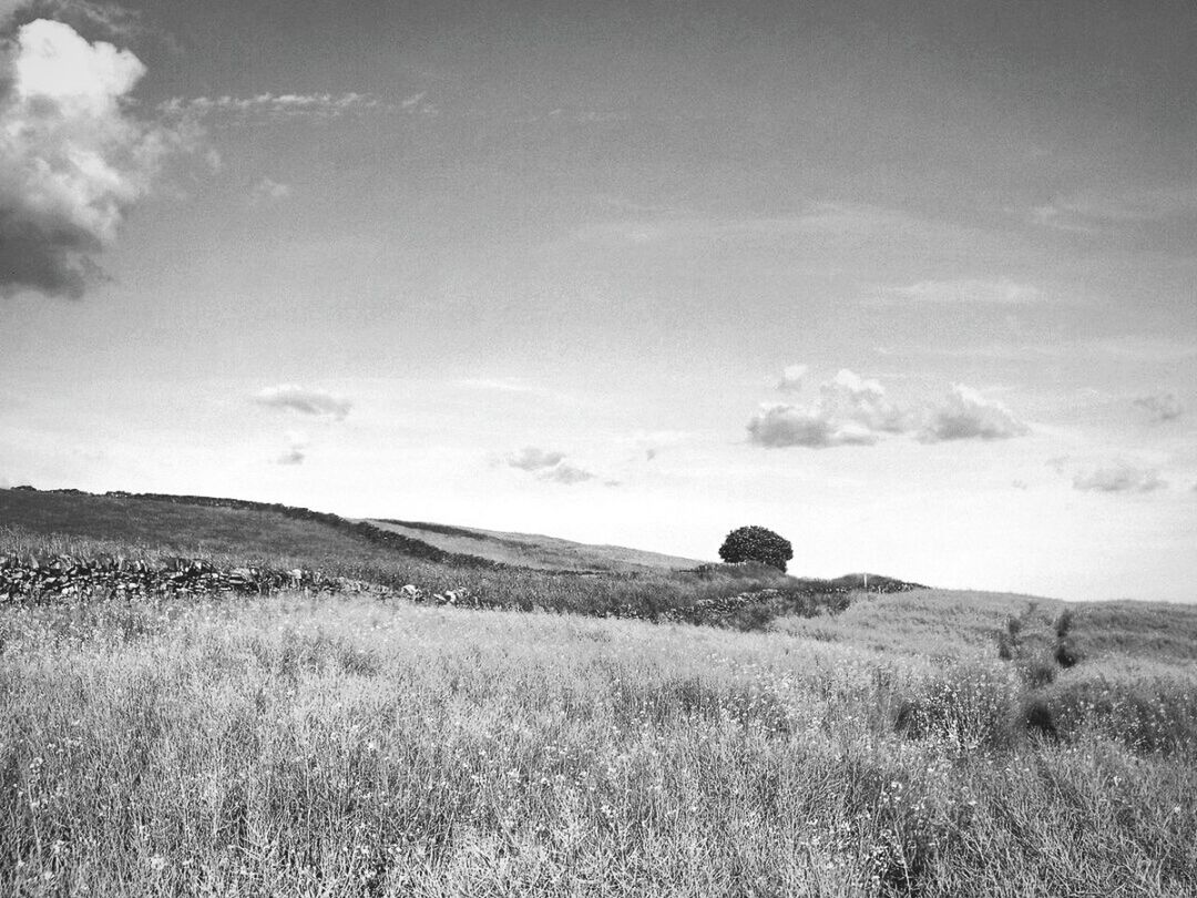 SCENIC VIEW OF GRASSY FIELD AGAINST SKY