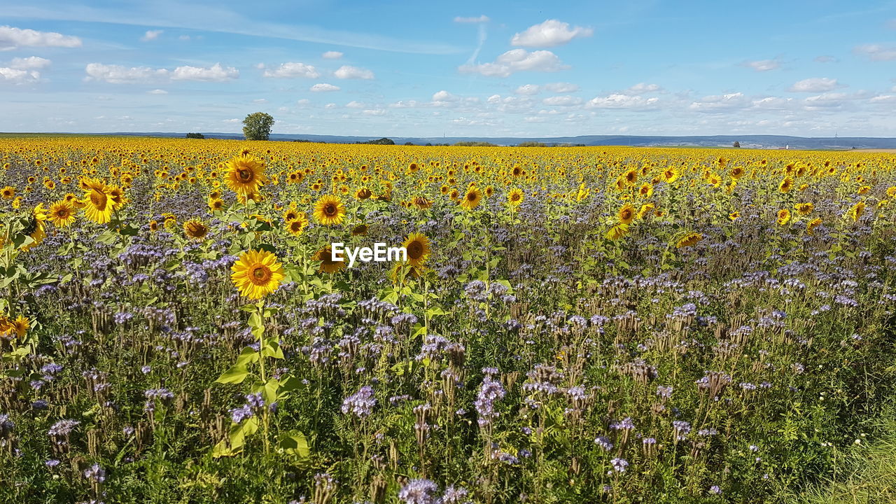 SCENIC VIEW OF YELLOW FLOWERS ON FIELD