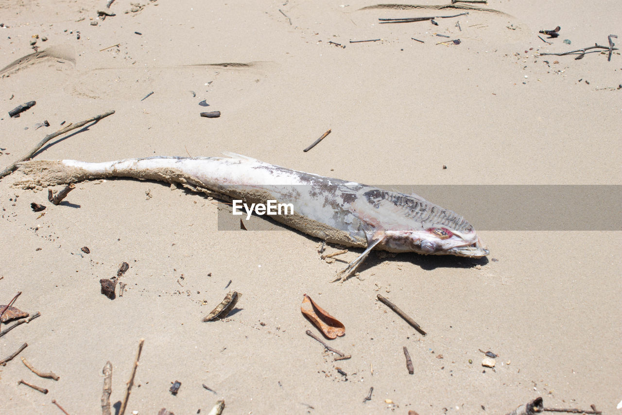 HIGH ANGLE VIEW OF FISH IN SEA