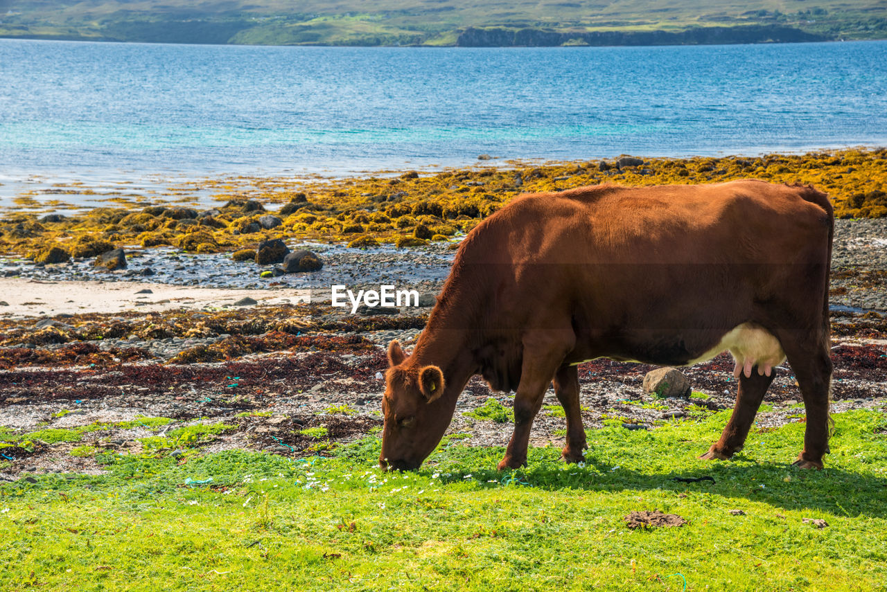 COWS GRAZING ON FIELD AGAINST SEA