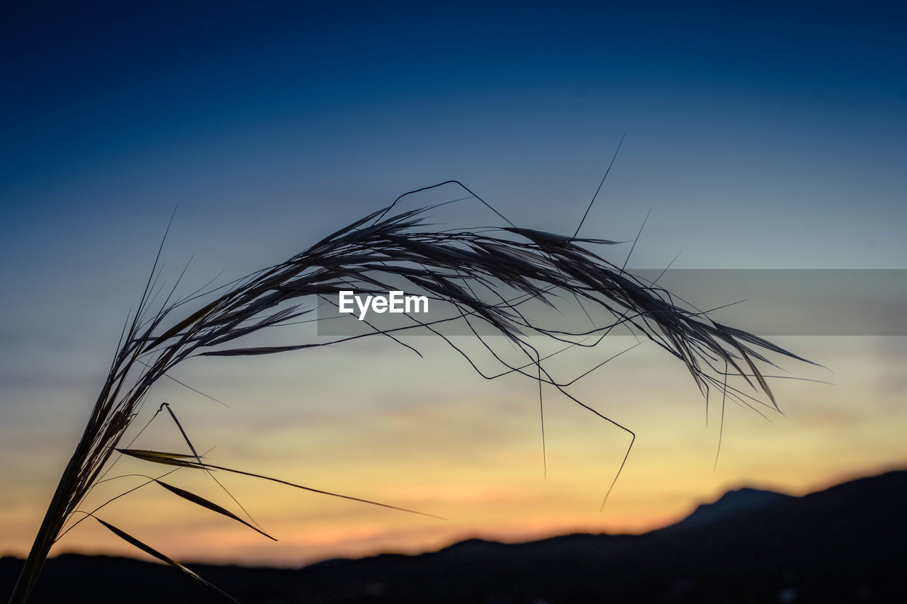 Low angle view of silhouette plants against sky at sunset