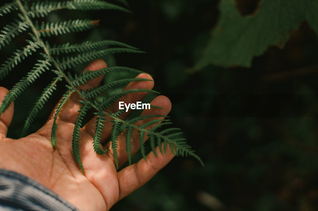 Nature's fern leaves