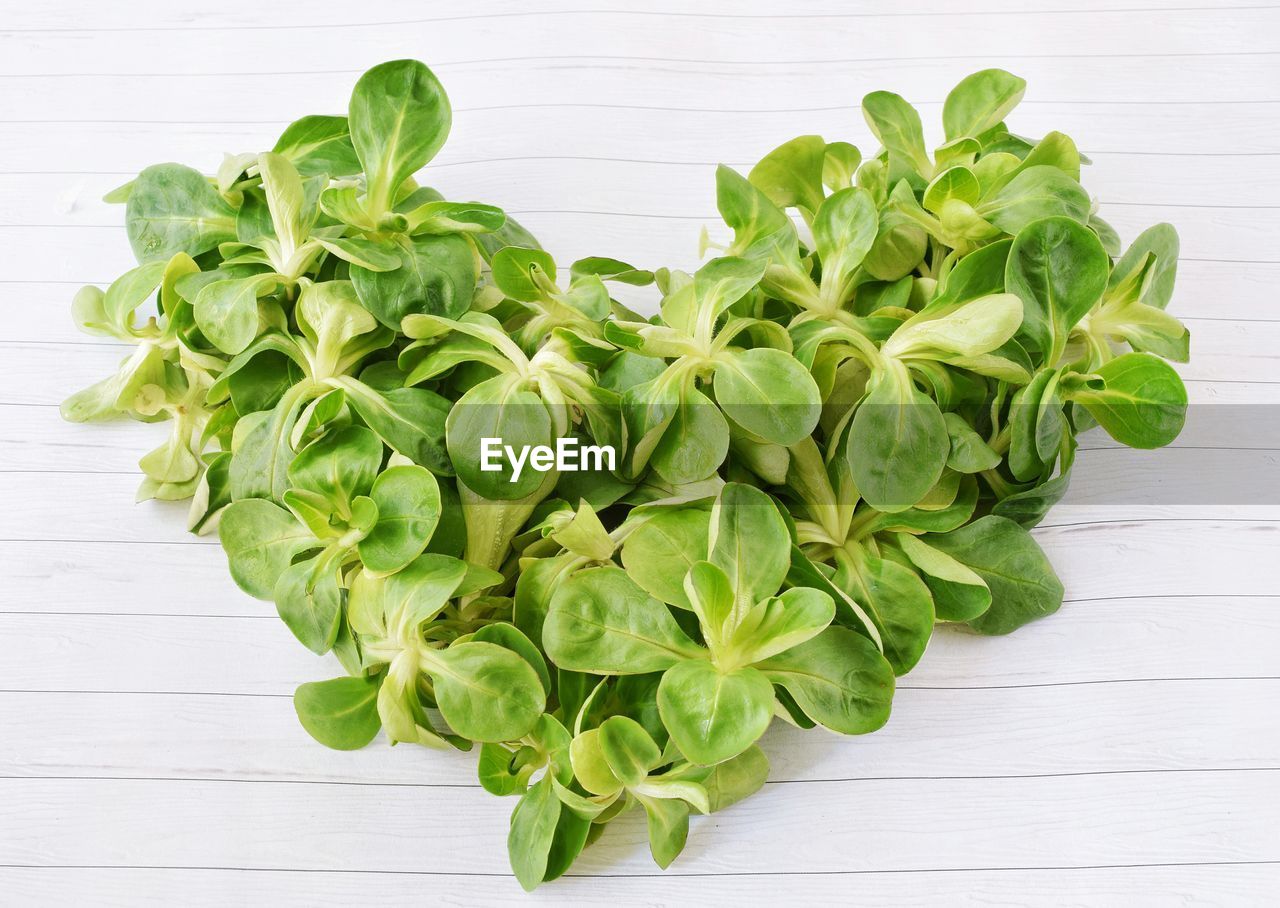 HIGH ANGLE VIEW OF VEGETABLES IN PLATE ON TABLE