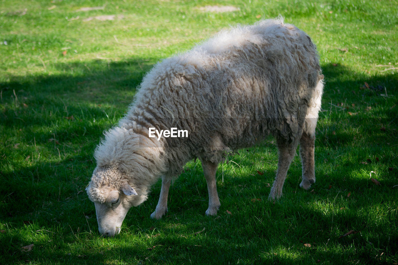 Sheep grazing in a field