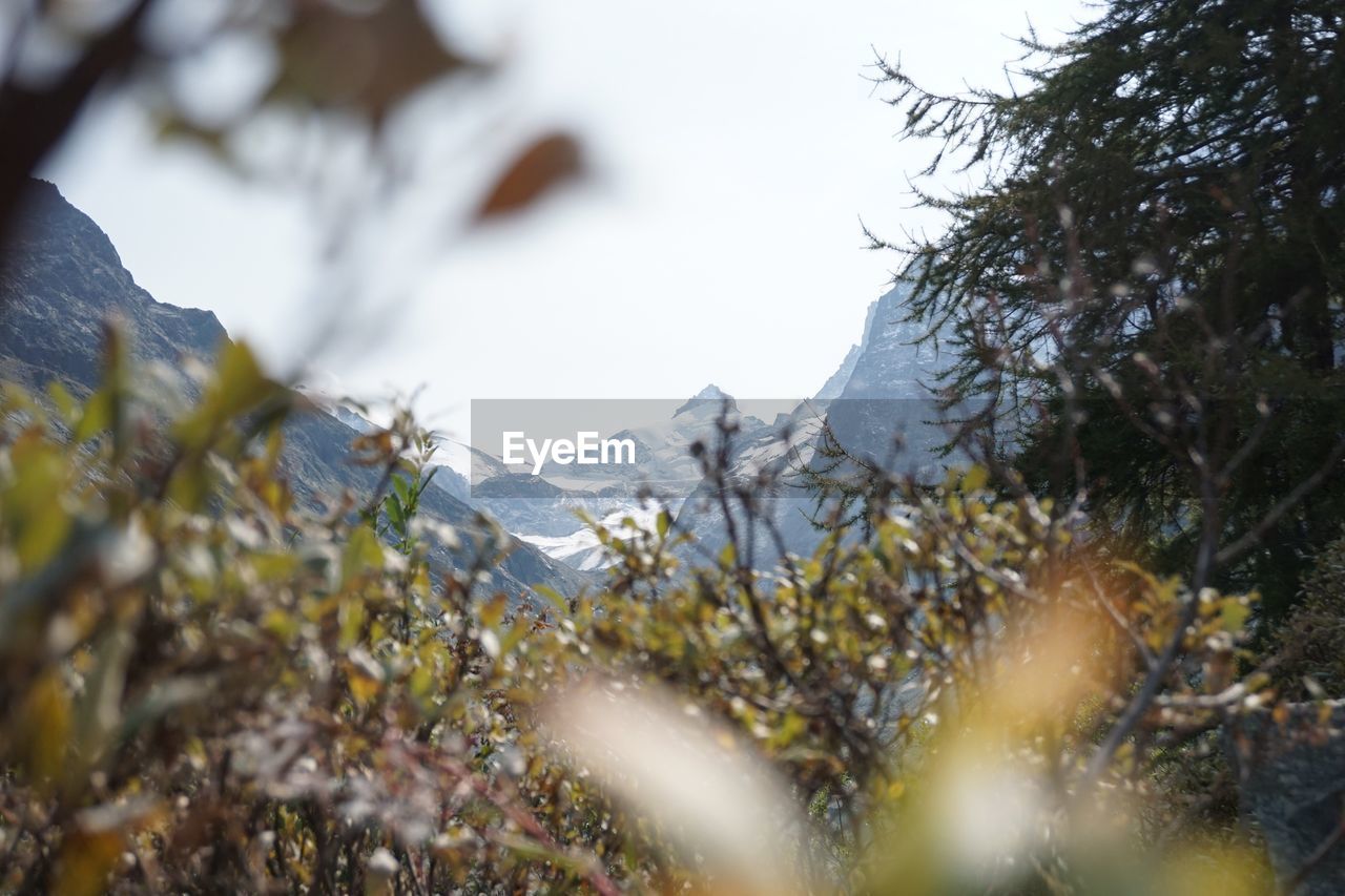 Close-up of snow on plants