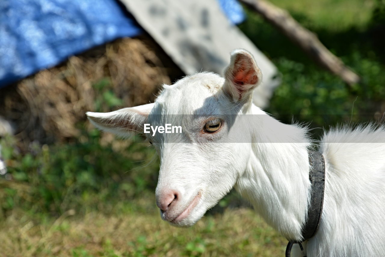 Close-up of white goat in farm