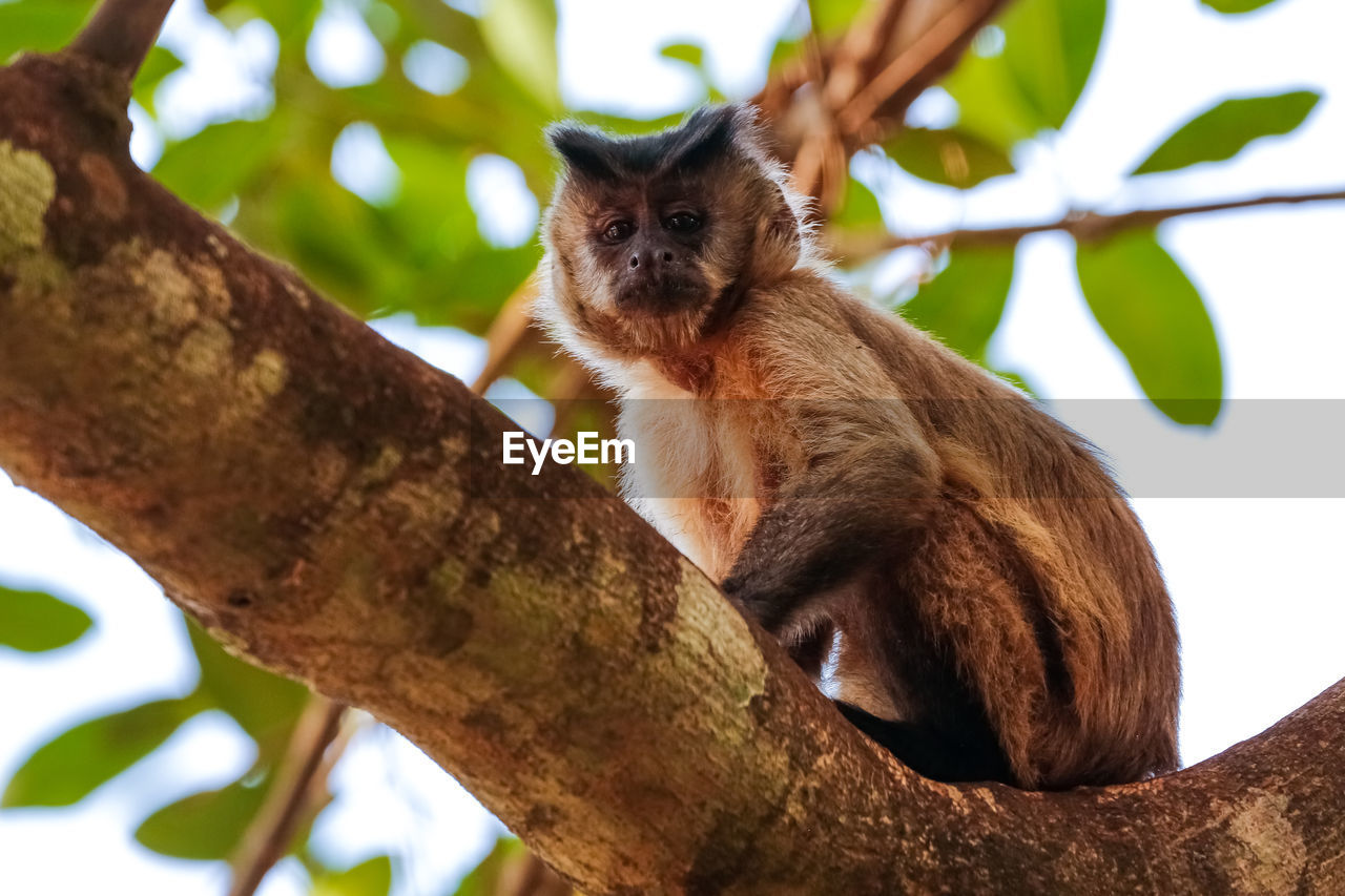 animal themes, animal, mammal, tree, one animal, animal wildlife, branch, plant, wildlife, nature, sitting, low angle view, no people, relaxation, outdoors, cute, cat, leaf, plant part, climbing, looking, new world monkey, portrait, day, animal hair