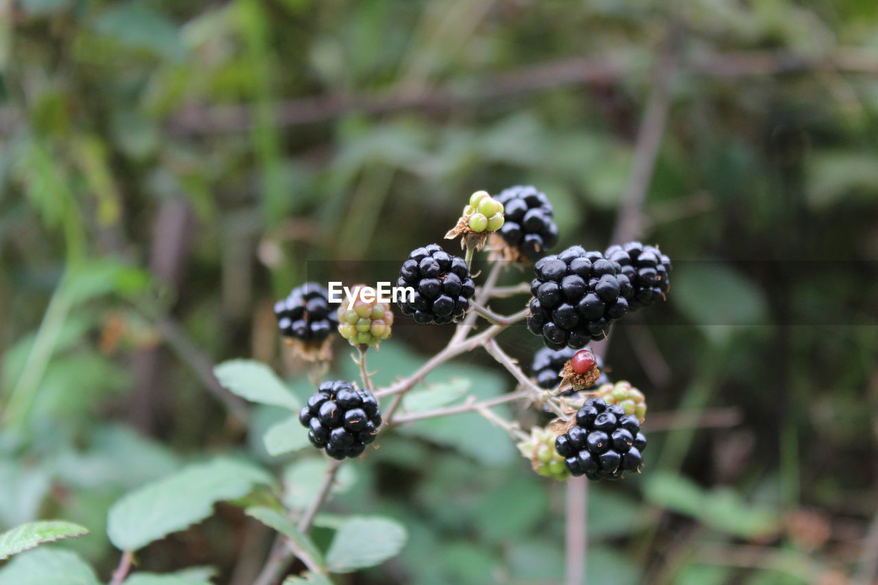 Close-up of blackberries growing on tree